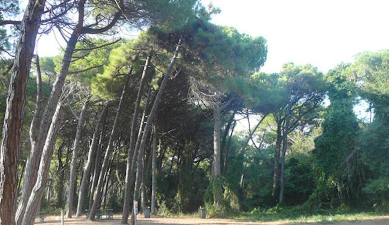 Giuliana's House By The Sea In Tuscany * Torre del Lago Puccini